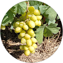 Михайло П. profile picture